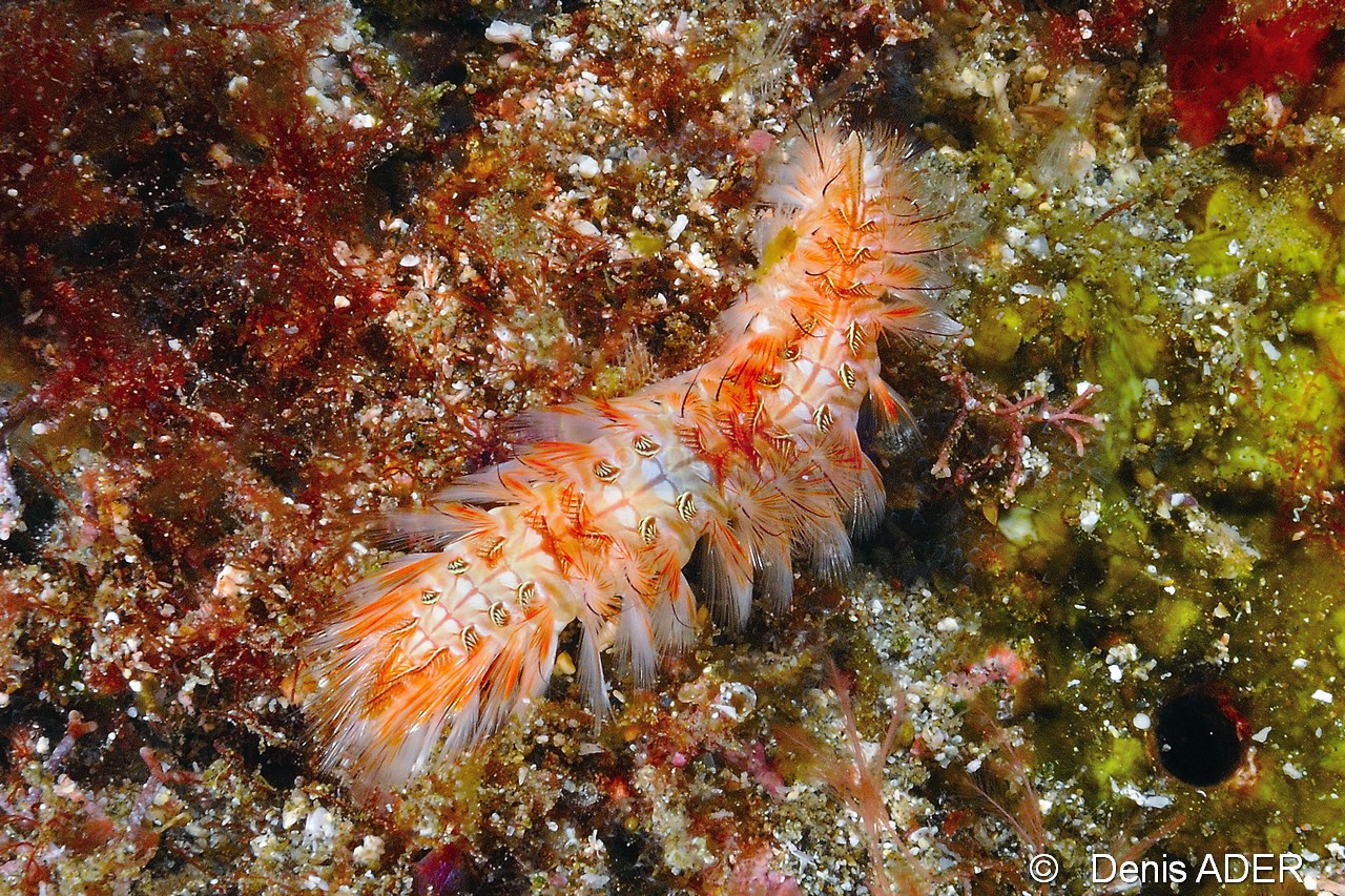 Chloeia-venusta Ver de feu Paon-Cap Vert Sans Ancre-14m-20150405-Denis-ADER-DSC_9198_tn.jpg